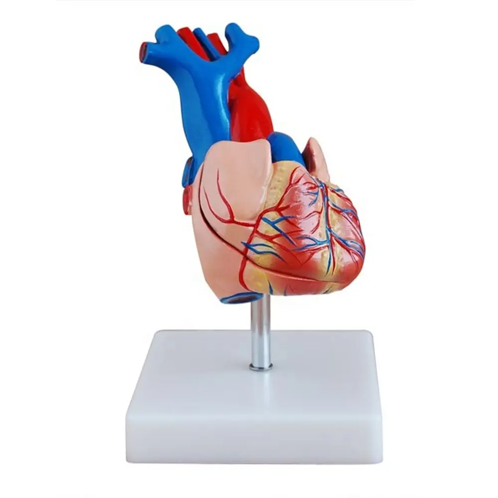 Heart Anatomical Model For Teaching
