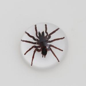 Real Insects Specimen Encasedで67ミリメートルAcrylic Dome Paperweight - Product Image 6