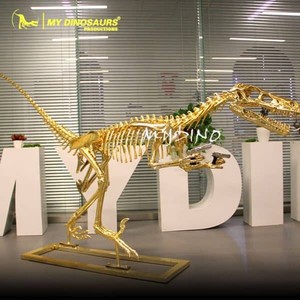 Mi Dinosaurio, un <span class=keywords><strong>Esqueleto</strong></span> <span class=keywords><strong>de</strong></span> <span class=keywords><strong>Velociraptor</strong></span> Dorado <span class=keywords><strong>de</strong></span> Tamaño Real para Exhibición - Product Image 4