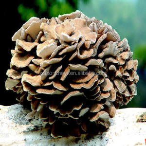 GMP Kosher gıda sınıfı polisakkarit Grifola Frondosa özü doğal Maitake mantar tozu davul ambalajında - Product Image 2