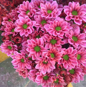 ดอกเบญจมาศสดที่มีสีสันจากฟาร์มจีนขายส่งในตอนนี้ขายตลอดเวลาจาก Kunming - Product Image 2