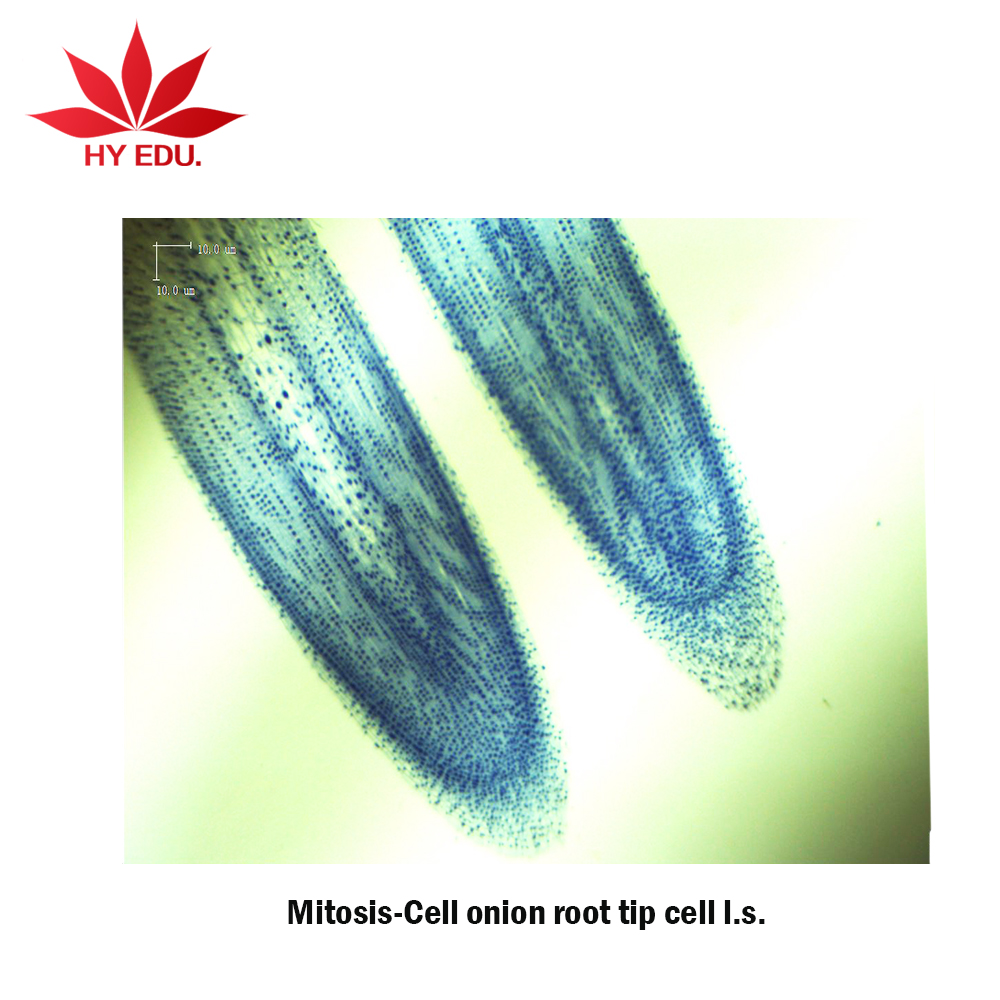 Прямая поставка с завода, индивидуальные школьники, горки, ватозные, наконечник корня лука l.s. Биология Митоз, приготовленные слайды для школьного обучения