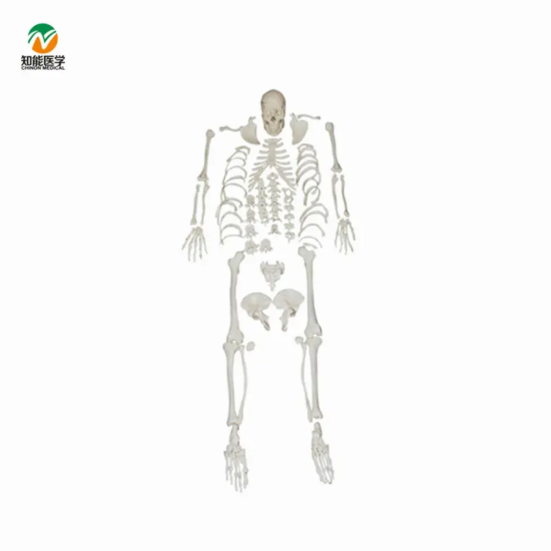 180cm Medical Anatomical Human Skeleton Scattered Bones Model