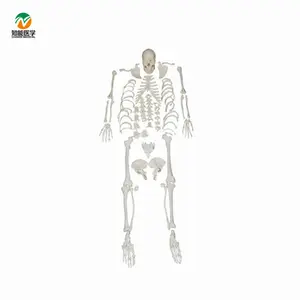 Modelo de huesos dispersos de esqueleto humano anatómico médico de PVC de 180cm para uso universitario de clínica de Hospital - Product Image 2