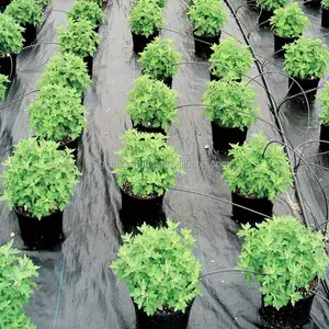 Nieuwe Product Stof Rolls Onkruidbestrijding Landbouw Geweven Onkruidbestrijding Stof Polypropyleen Weed Mat