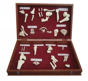 Modèle anatomique de quatre membres Modèle de <span class=keywords><strong>squelette</strong></span> anatomique humain en plastique pour la science médicale - Product Image 4