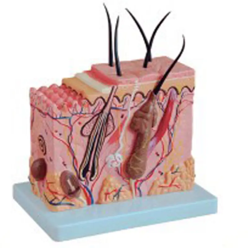 BIX-A1076 70 مرة متوسطة الحجم طبقات الجلد نموذج