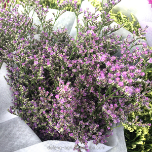Flor de <span class=keywords><strong>Limonium</strong></span> StaticesinuateL Seca Natural a Precio de Mayoreo - Product Image 2