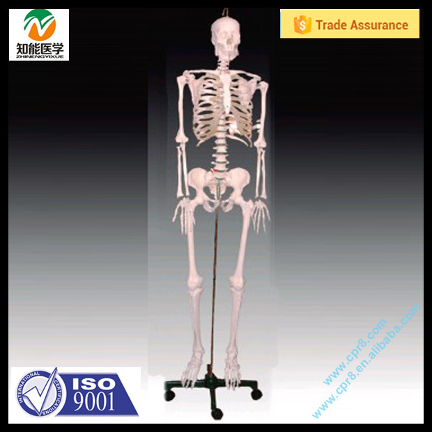 BIX-A1001 corps Humain pièces 180 CM squelette anatomie modèle