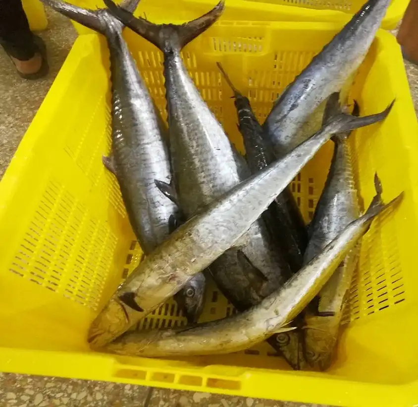 Frozen king fish,king mackerel WR or steak from indonesia