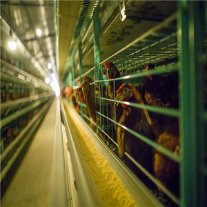 20 años de pollo de alimentación batería granja jaulas para gallinas <span class=keywords><strong>ponedoras</strong></span> - Product Image 2