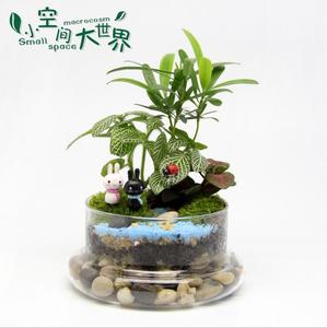 Hochwertiges modernes, mund geblasenes Terrarium aus Boro silikat glas mit Deckel