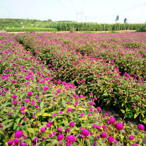 Qian Ri Hong Dry Globe Amaranth Health Tea of Globe Amaranth Tea Fleurs séchées pour la décoration - Product Image 4