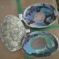 Coquille d'ormeau en vrac de bonne qualité en stock Coquille de paua Prix bas