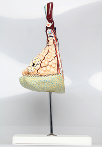 GelsonLab HSBM-248A 확대 플라스틱 인간의 lobule과 폐의 폐포 모델 - Product Image 6