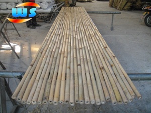 Canna di bambù Tonkin - Product Image 2