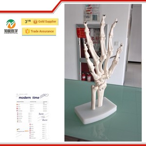 Giấy Chứng Nhận ISO y tế human anatomy mô hình tay - Product Image 2