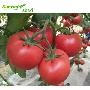 NON GMO Hybrid Tomato Sherry F1 Vegetable Seeds