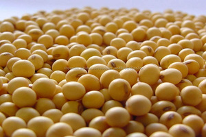 NON-GMO Lecitina De Soja En Polvo - Product Image 2
