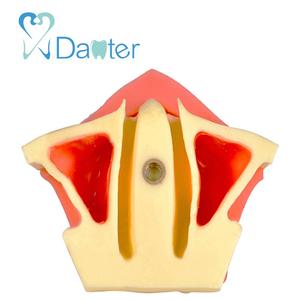 Bán Buôn Nha Khoa Xoang Nâng Thực Hành Mô Hình Được Sử Dụng Cho Thực Hành - Product Image 3