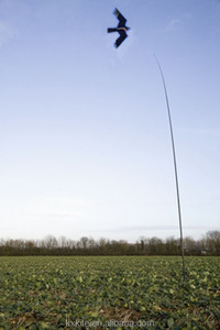 2017 Cabrinha <span class=keywords><strong>Cerf</strong></span>-<span class=keywords><strong>Volant</strong></span> Aigle Kite <span class=keywords><strong>Oiseau</strong></span> <span class=keywords><strong>cerf</strong></span>-<span class=keywords><strong>volant</strong></span> - Product Image 4