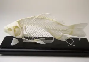 HM-BD-260 летучая мышь Скелет натуральной кости модели «летучая мышь» модель скелета ANATOMICA летучей мыши модель скелета