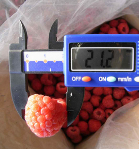 Cây trồng mới iqf mâm xôi đông lạnh với số lượng lớn để phân phối bán buôn - Product Image 5