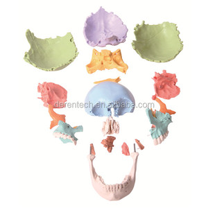 Modelo de calavera anatómica, Cráneo pintado de Color didáctico - Product Image 3