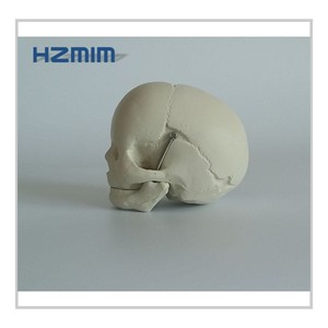 Modelo <span class=keywords><strong>de</strong></span> Cráneo <span class=keywords><strong>Humano</strong></span> <span class=keywords><strong>de</strong></span> Plástico para Bebés - Product Image 3