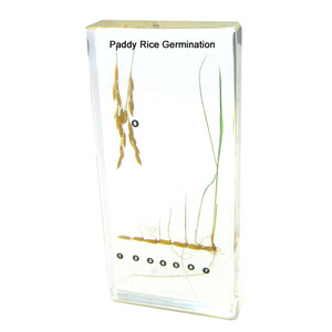 Gelsonlab HSBS-101 acrílico arroz Paddy germinación muestra incluidas muestras biológicas - Product Image 4