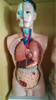 Modelo de Torso Humano de PVC de 85 cm con 19 Partes, XC-201, Económico, Órganos Internos Médicos, Modelo de Cuerpo Humano, Material Didáctico, Certificado ISO