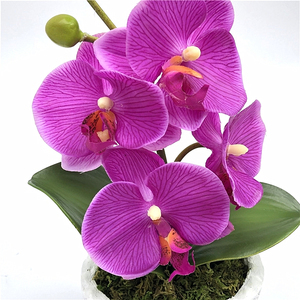 Mini <span class=keywords><strong>bonsai</strong></span> 4 capolini vero tocco orchidea fiore <span class=keywords><strong>Bonsai</strong></span> <span class=keywords><strong>Phalaenopsis</strong></span> pianta di orchidea Set vero e proprio tocco fiore - Product Image 3
