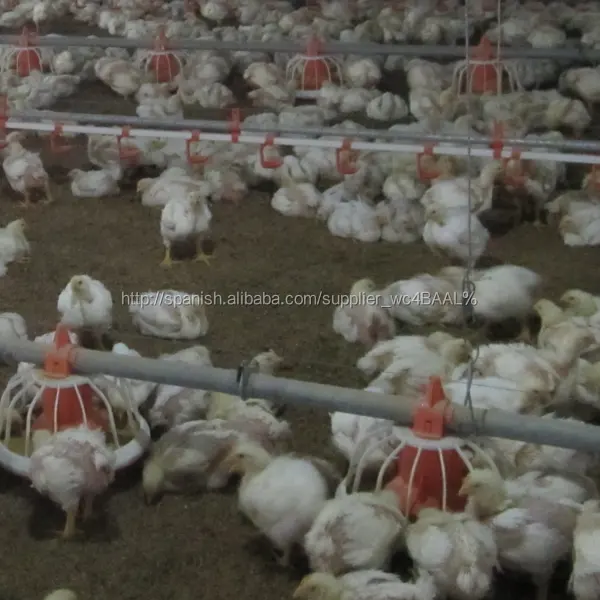 Moderna maquinaria agrícola in China nombre de aves de corral granjas para asar pollos