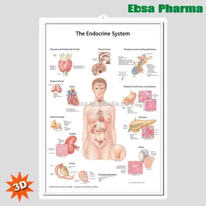 3D Medical Human Anatomy Wall Charts / Poster - The Endocrine System