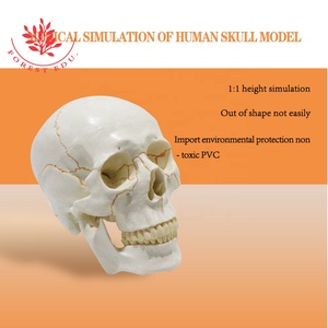 Sutura ósea de estructura médica, modelo de <span class=keywords><strong>cráneo</strong></span> anatómico humano mostrado - Product Image 4