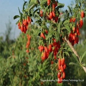 Bacca di <span class=keywords><strong>Goji</strong></span> fresca biologica <span class=keywords><strong>a</strong></span> base di succo di <span class=keywords><strong>Goji</strong></span> concentrato sano bevanda di <span class=keywords><strong>Goji</strong></span> uomo