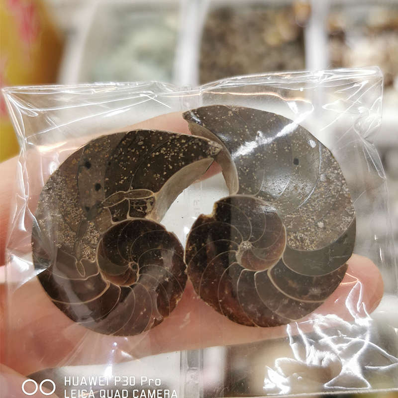3-5CM Wholesale Natural Ammonite Fossils Jade Madagascar Conch Fossils Slices Conch ShellためDecor