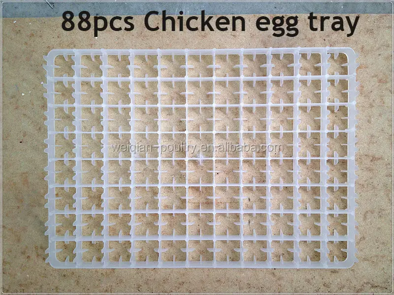 보육 계란 트레이 88 계란 닭