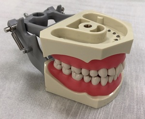 Modello Dentale con Supporto per Studio Medico, 32 Denti Rimovibili, Tipo Odontoiatrico - Product Image 2