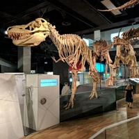 Modelo de Esqueleto de Dinosaurio T-Rex de Tamaño Real en Fibra de Vidrio y Acero para Uso en Interiores/Exteriores en Venta