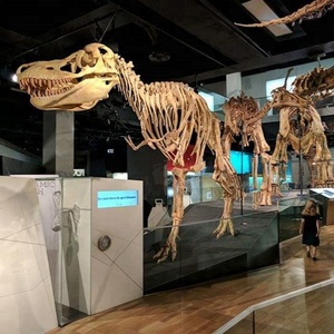 Kích Thước Cuộc Sống Khủng Long <span class=keywords><strong>T</strong></span> <span class=keywords><strong>Rex</strong></span> <span class=keywords><strong>Skeleton</strong></span> Mô Hình Để Bán - Product Image 6