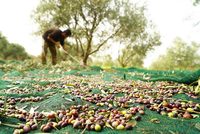 Groothandel fruit oogst collection netto