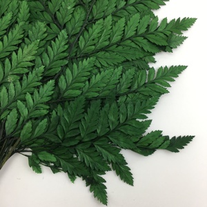 Véritable Polypodiopsida vert préservé feuilles de <span class=keywords><strong>fougère</strong></span> pour toujours plantes pour la décoration de la maison élégant Polypodiophyta Foliages - Product Image 2