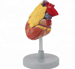 Coração médico de plástico 3d com modelo da estrutura do timus