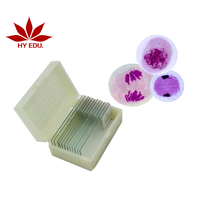 High quality educational instrument microscope slide of onion anther meiosis slides meiosis prepared microscope slides