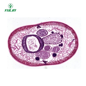 Giảng Dạy Ký Sinh Trùng Y Tế Sử Dụng 50 Miếng Ký Sinh Trùng Y Tế Khác Nhau Trang Bị Kính Hiển Vi - Product Image 4