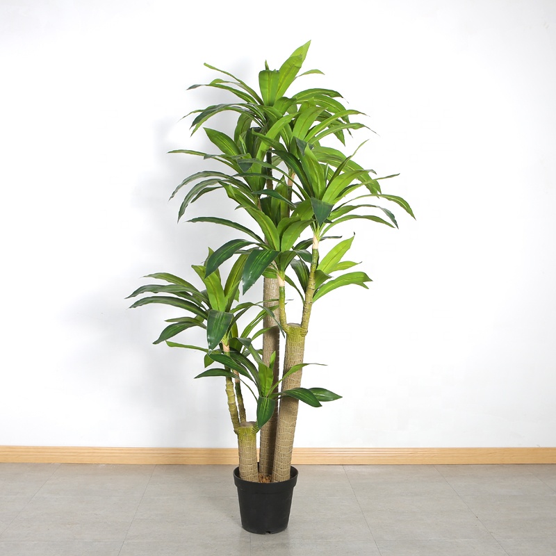 Dragon Blood Tree Bonsai - Elegant Home Decoration