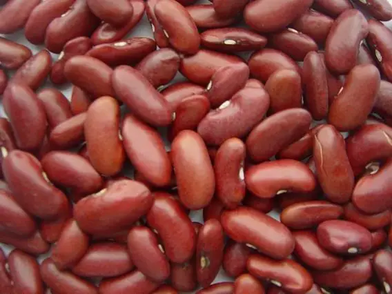 강낭콩 붉은 해고 콩 진한 빨간색 신장 콩 콩 펄스의 donbei 곡물