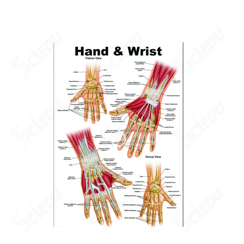 Teaching usage Educational Poster PVC Highu Quality Human Anatomical Poster medical science Anatomy Hand Poster