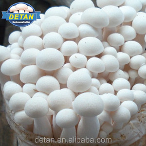 Detan Shimeji Branco <span class=keywords><strong>Spawn</strong></span>/<span class=keywords><strong>Kit</strong></span> de Cultivo de Cogumelos - Product Image 1